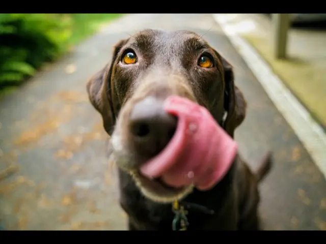 A close-up of a brown labrador licking its nose.