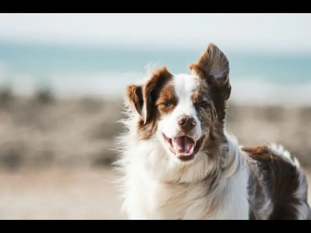 A border collie with its ears up, grinning on a sandy beach.